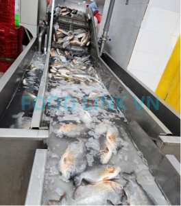 Raw fish materials prepared for seafood processing monitoring in Vietnam
