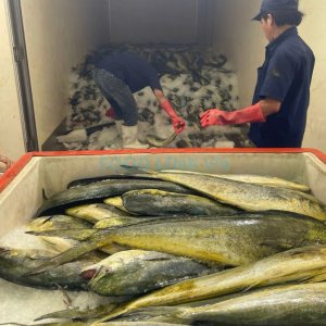 Pre-production inspection of marine fish for quality control in Vietnam