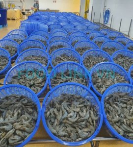 Raw shrimp materials before processing inspection in Vietnam