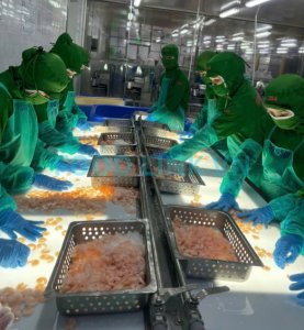 Quality inspection during production of cooked Vannamei shrimp