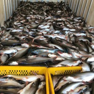 Pangasius pre-production inspection for seafood quality assurance