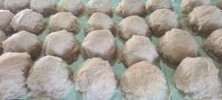 Salted Jellyfish body part in production from Vietnam