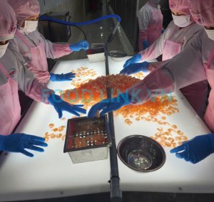 Impurity removal from shrimp under inspection light in Vietnam processing