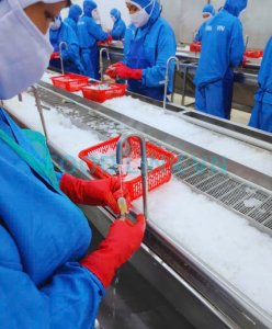 Black tiger shrimp production quality inspection in Vietnam