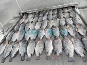 tilapia on IQF line under processing monitoring and quality control