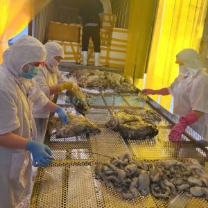 Octopus quality control pre-production inspection in seafood processing