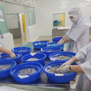 Cephalopod pre-shipment quality inspection by Vietnam QC experts