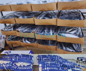 OEM seafood raw materials inspected before processing