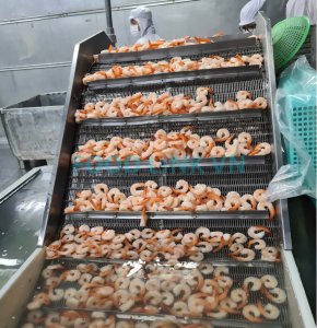 Cooked shrimp quality check in Vietnam seafood processing