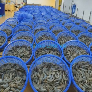 Vannamei shrimp pre-production inspection for seafood quality control