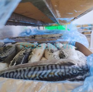Quality checked raw material before defrosting for OEM fish fillet