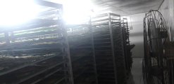 Dried Seasoned Alaska Pollock drying process in Vietnam
