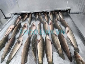 Snakehead fish IQF processing under seafood quality inspection