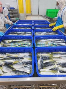 Seasoning fish fillets in OEM seafood production