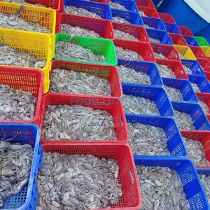 Poulp squid pre-production inspection for quality assurance