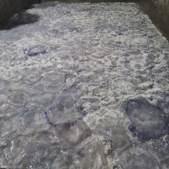 Salted Jellyfish raw materials soaking in brine from Vietnam