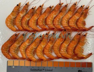 Cooked HOSO shrimp inspection in Vietnam QC process