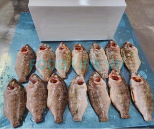 Black tilapia after IQF production with quality monitoring service
