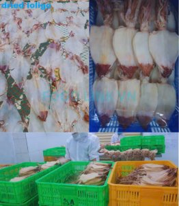 Dried loligo squid inspection in production and packing process