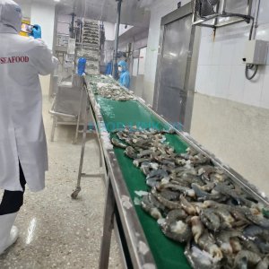 Black tiger shrimp quality inspection before production
