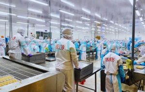 Skilled workers processing OEM fish fillet with quality supervision