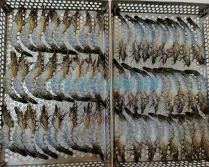 Bikini shrimp inspection before IQF freezing process