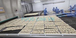 Workers loading breaded shrimp onto IQF conveyor