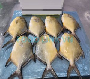 Farm raised fish being packed into cartons for shipment