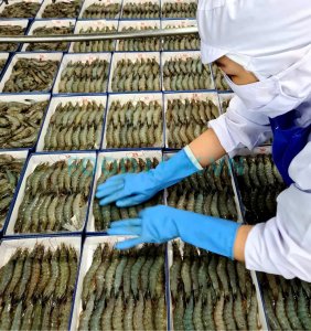 Raw shrimp on IQF conveyor under processing inspection