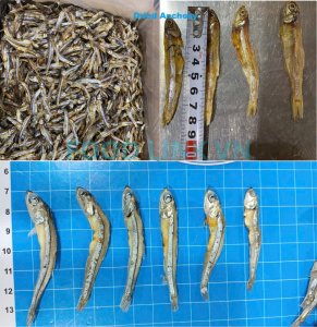 Dried anchovy production inspection and packing quality check