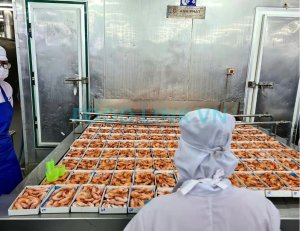 Cooked shrimp on IQF line in Vietnam processing plant
