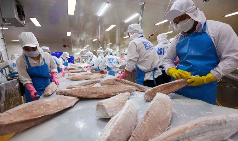 Quality inspection of Vietnamese seafood products before export
