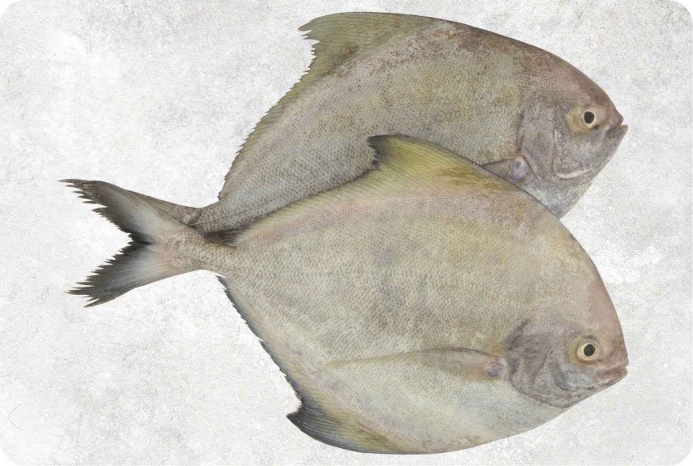 Frozen whole black pomfret fish from Vietnam for international seafood export