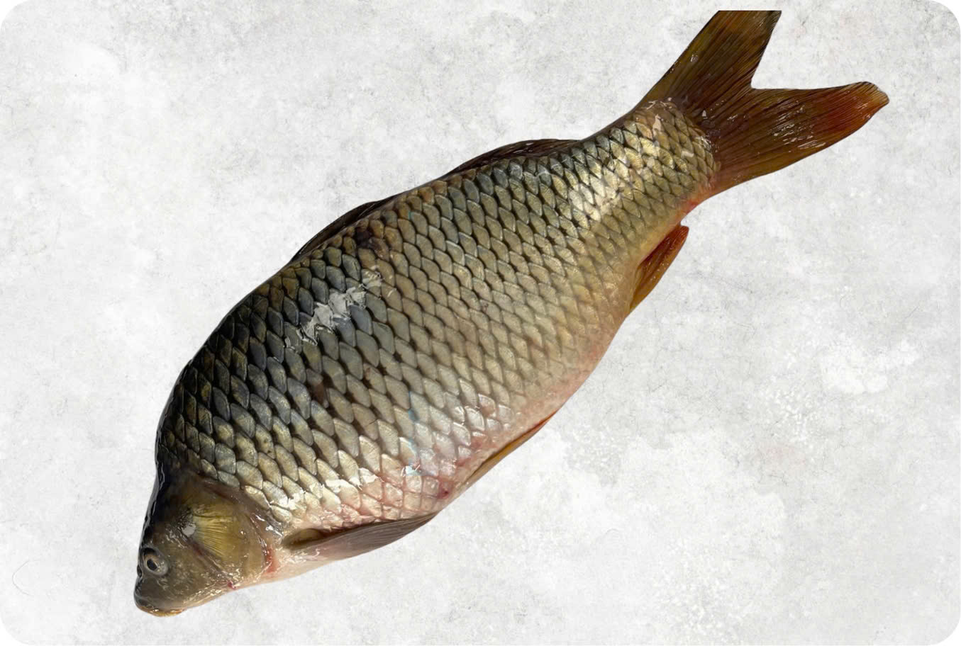 Frozen whole round common carp (Cafu) from Vietnam for export quality control
