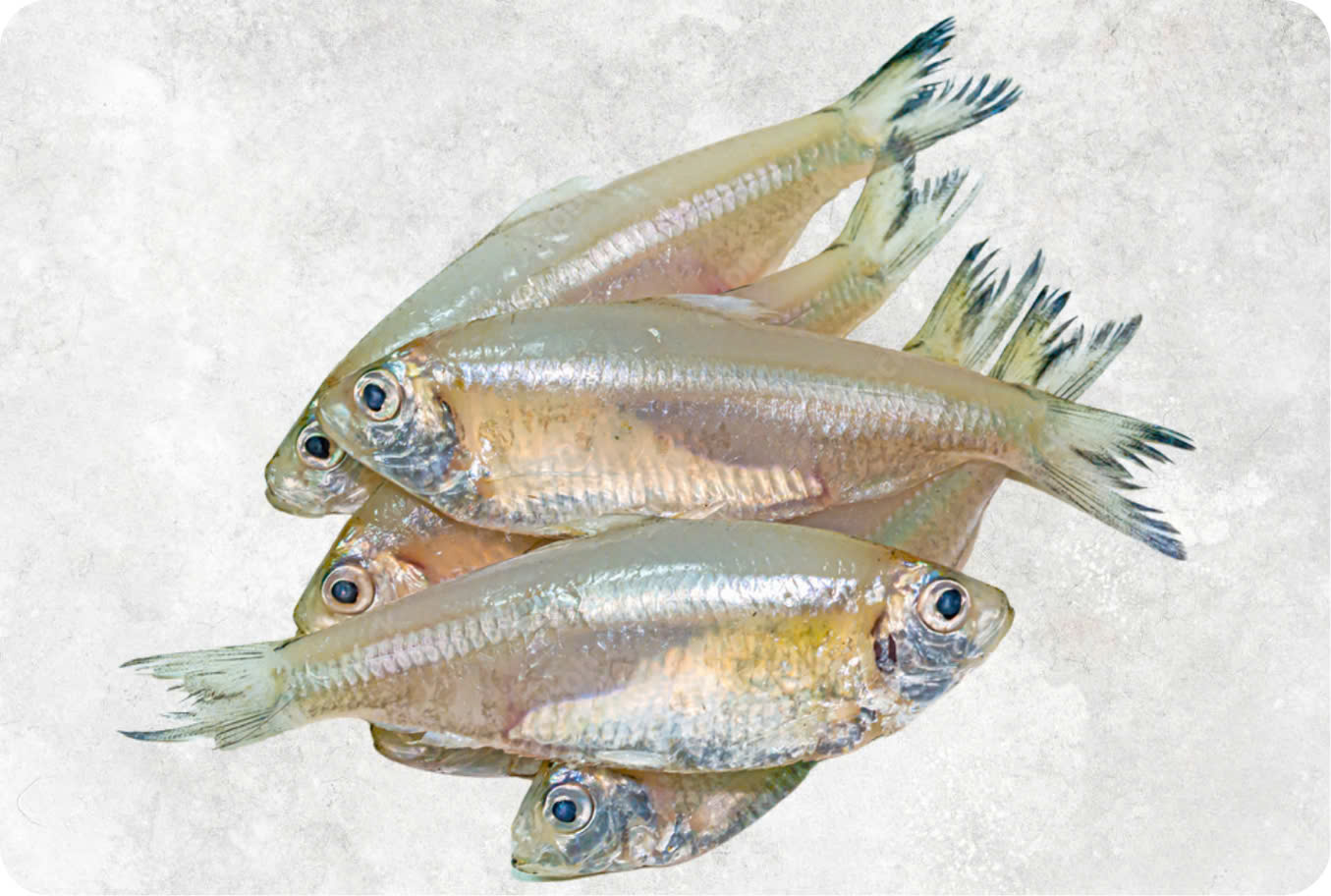 Frozen small-sized whole Keski fish from Vietnam, ready for export