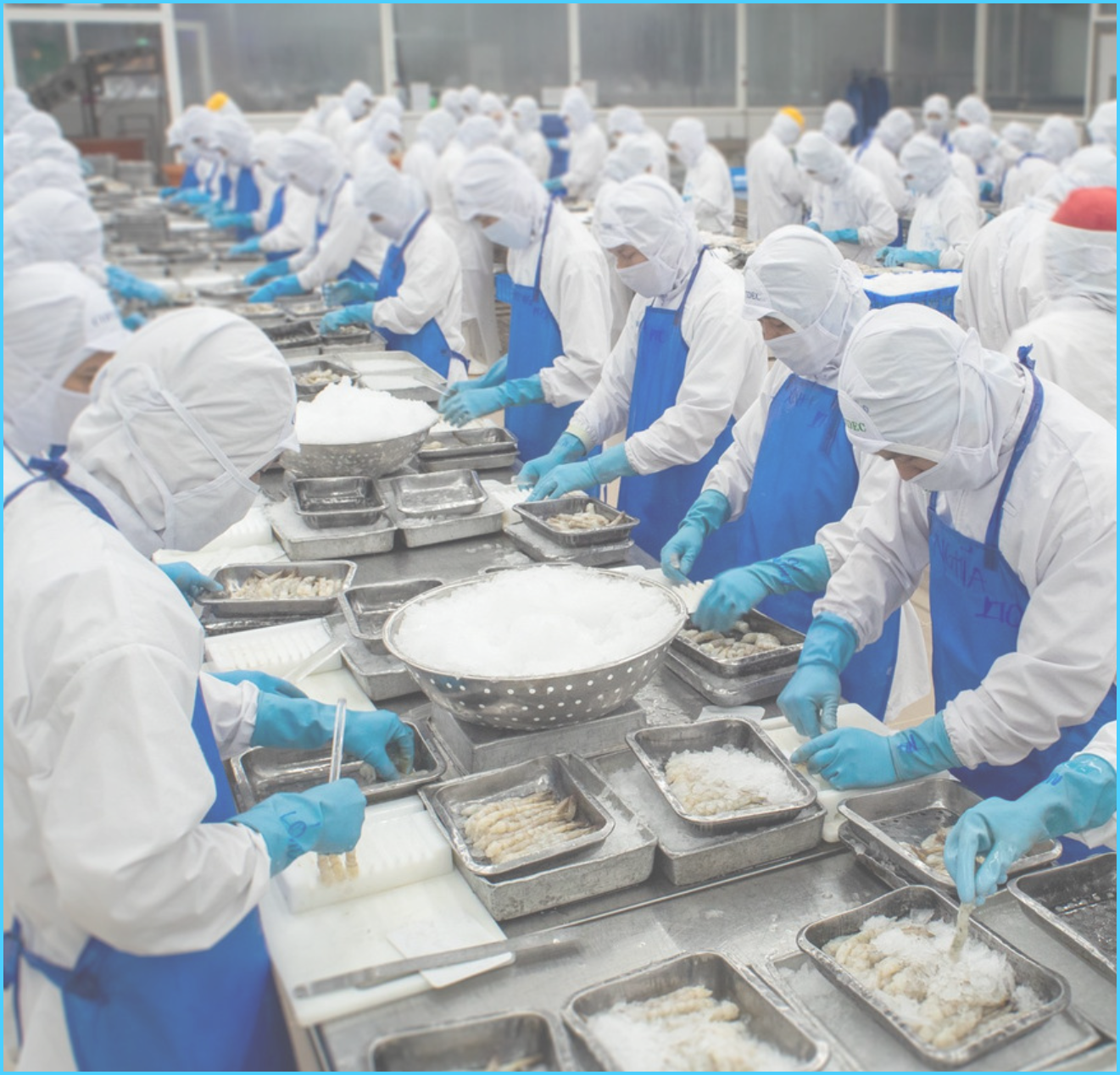High-quality seafood supplier from Vietnam – Export and OEM services
