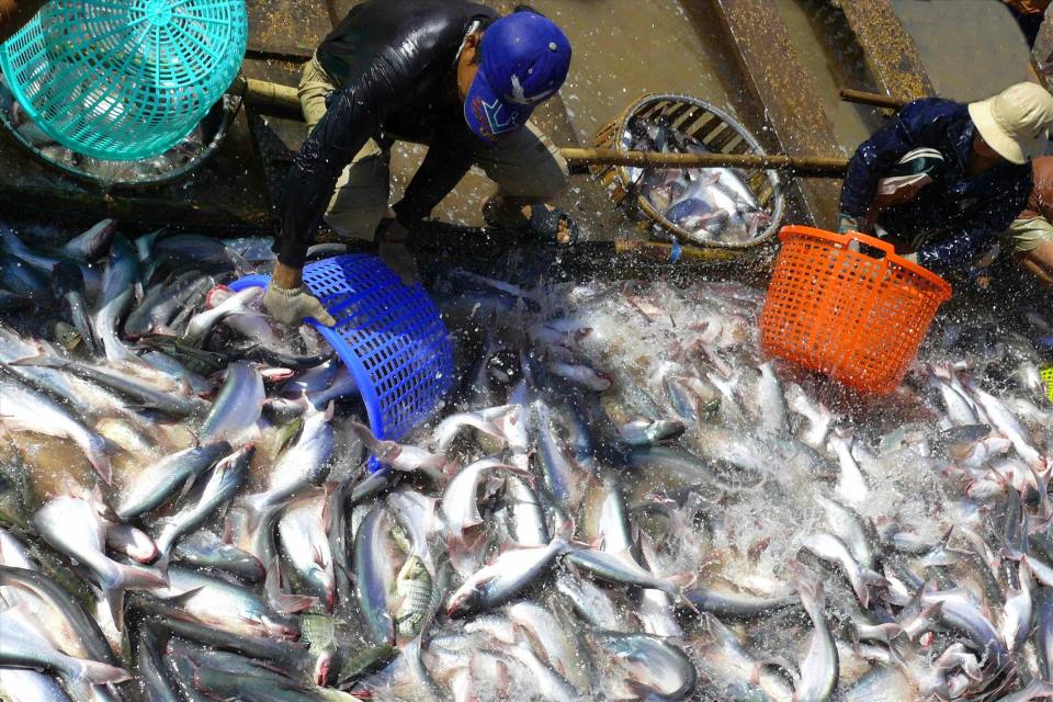 Pangasius Fish Vietnam farming in Mekong Delta