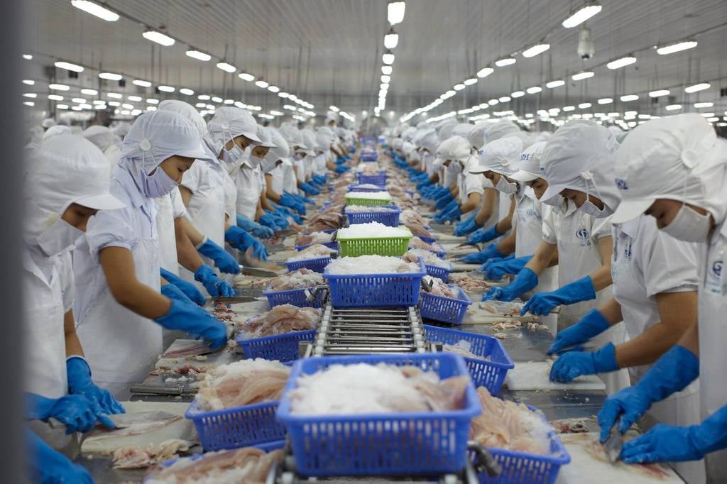 Pangasius Fish Vietnam fillet white meat