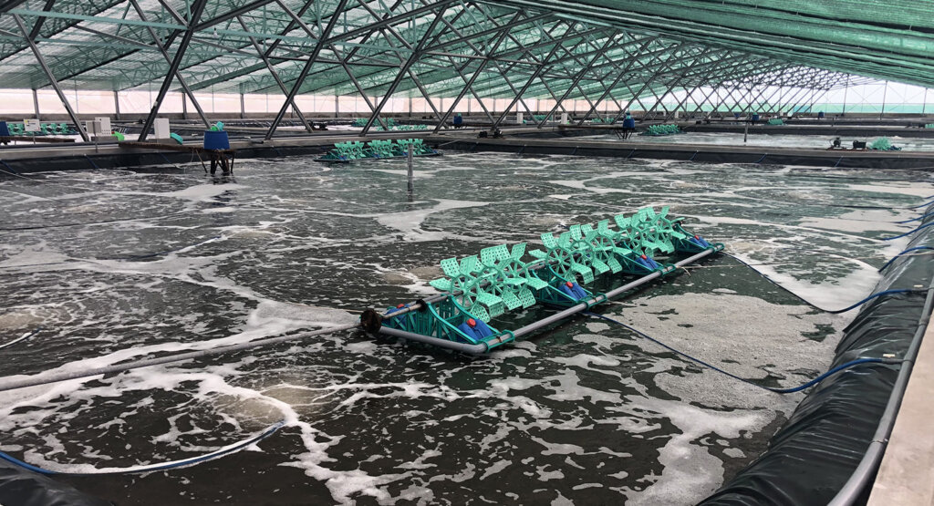 shrimp farming system in mekong delta vietnam
