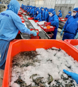 Top Vietnam shrimp factories processing frozen shrimp for export
