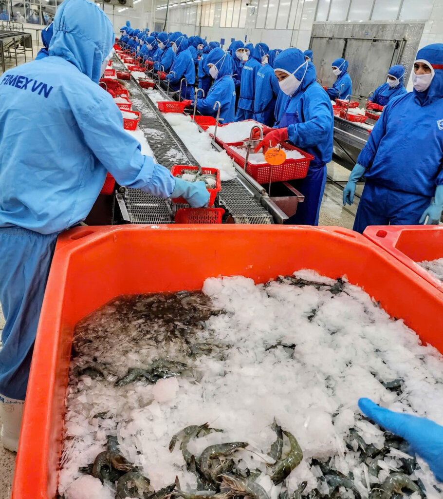 Top Vietnam shrimp factories processing frozen shrimp for export