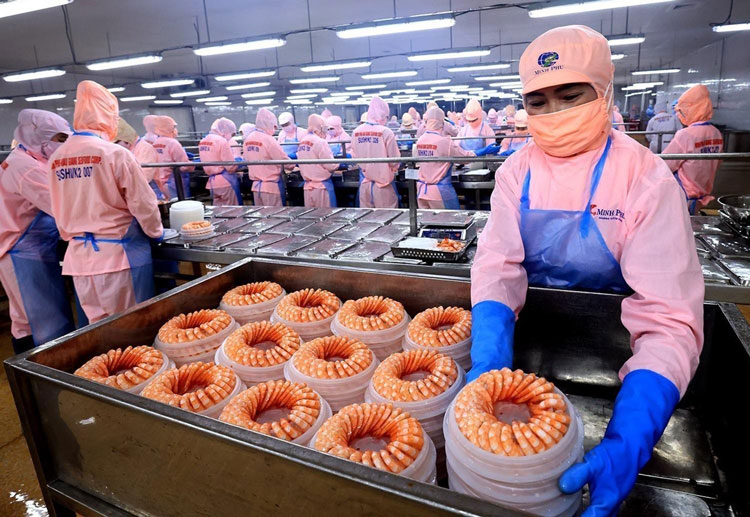 Top Vietnam shrimp supplier and exporter industry overview showing Vietnam shrimp export value reaching 4.6 billion USD in 2025