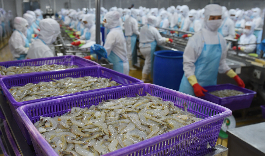 Vannamei shrimp processing in Vietnam seafood factory