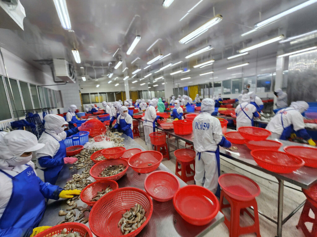 Vietnam shrimp supplier 2026 processing frozen shrimp in Vietnam factory