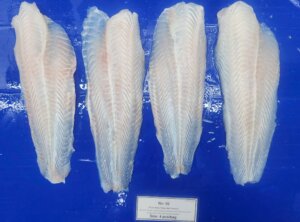 Pangasius Quality Control Vietnam inspection process