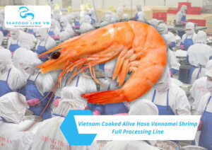 Frozen Cooked Alive HOSO Vannamei Shrimp Vietnam