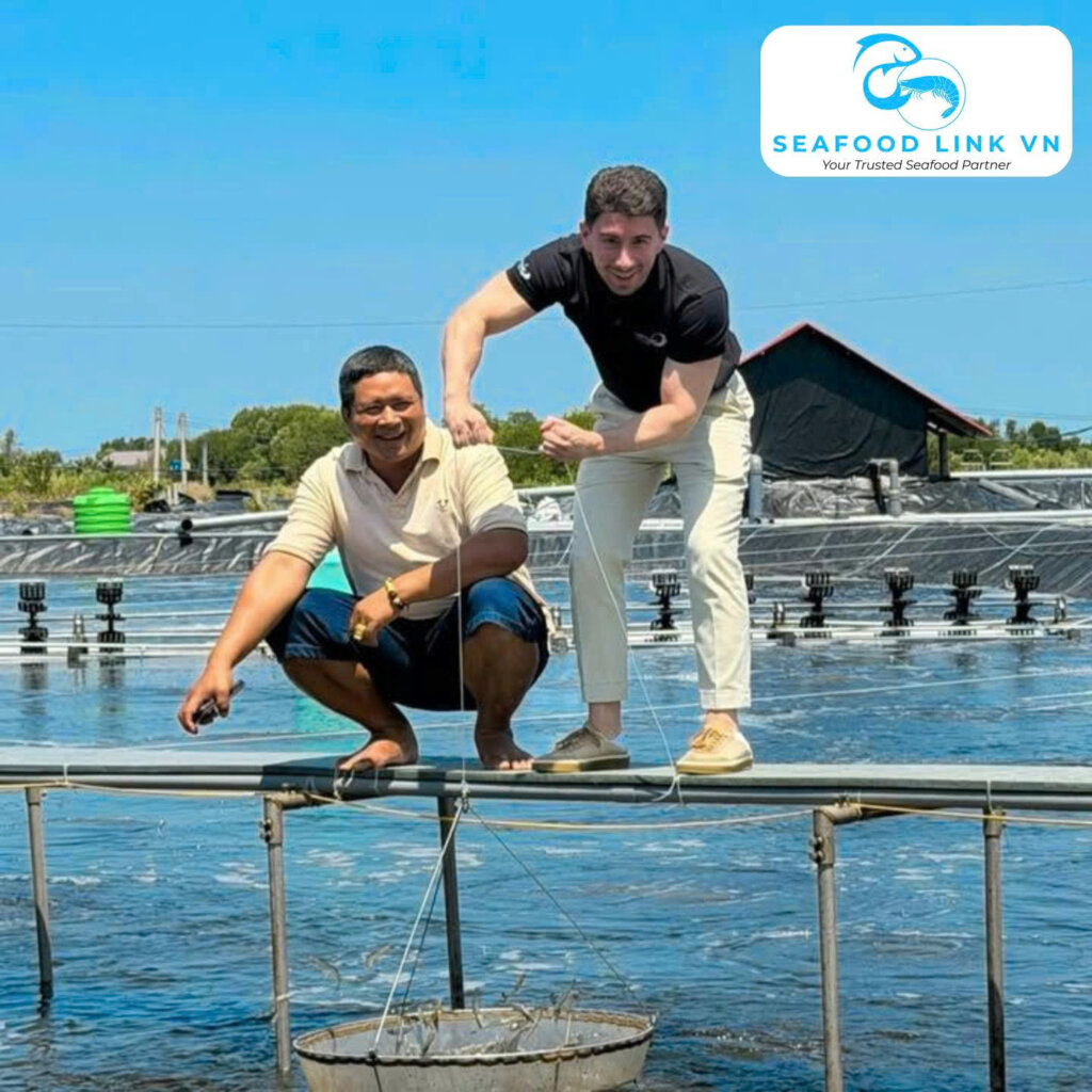 Import Shrimp from Vietnam shrimp farming Vietnam