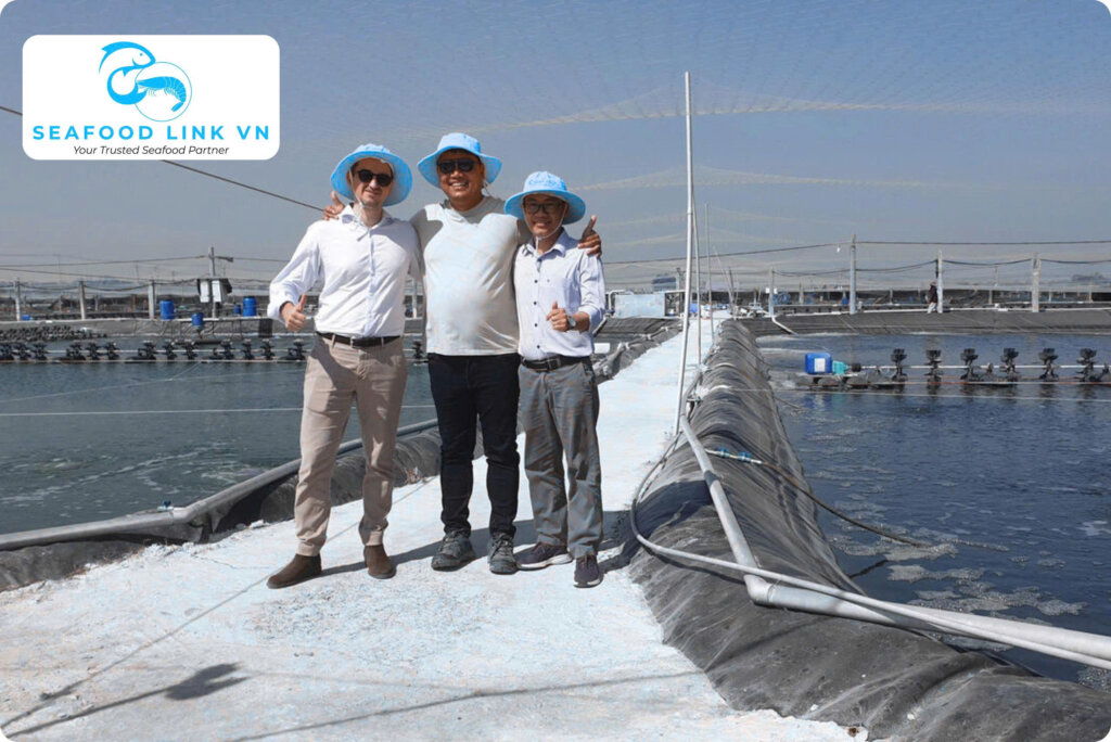 Vannamei Shrimp Price Vietnam shrimp farming Vietnam