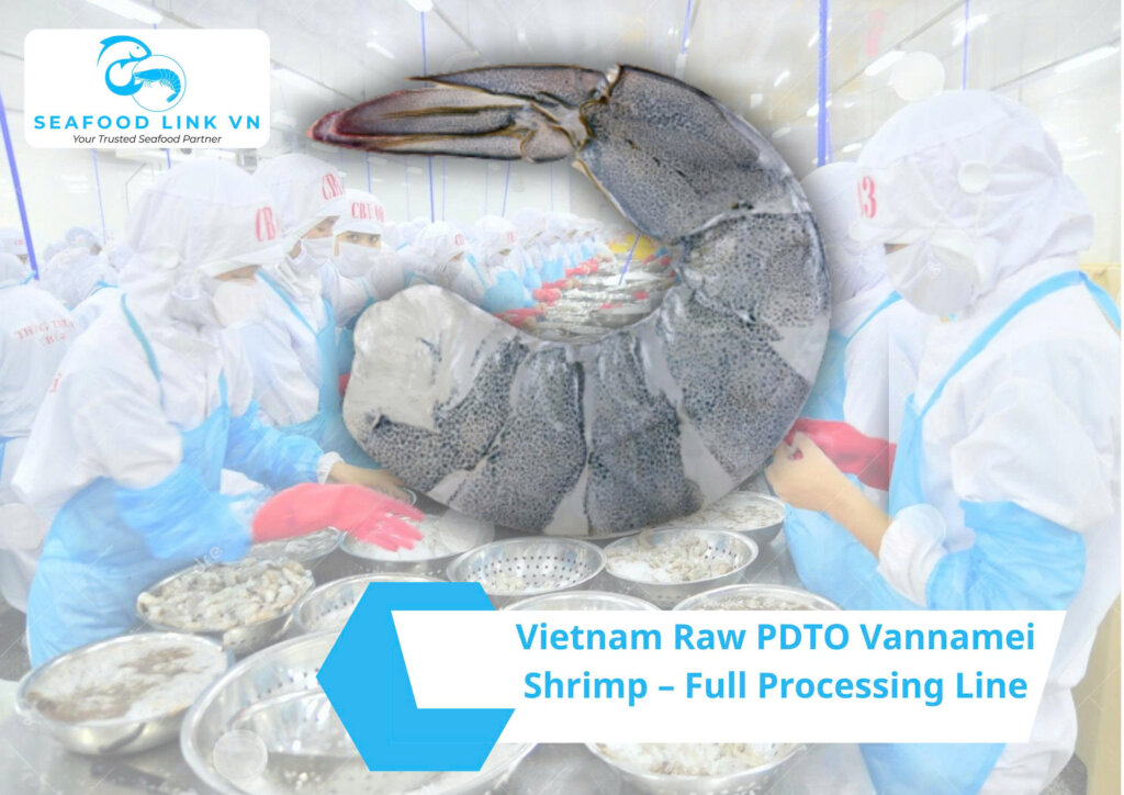 Frozen Raw PDTO Vannamei Shrimp Vietnam processing line
