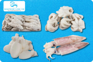 Vietnam Cephalopod Supplier